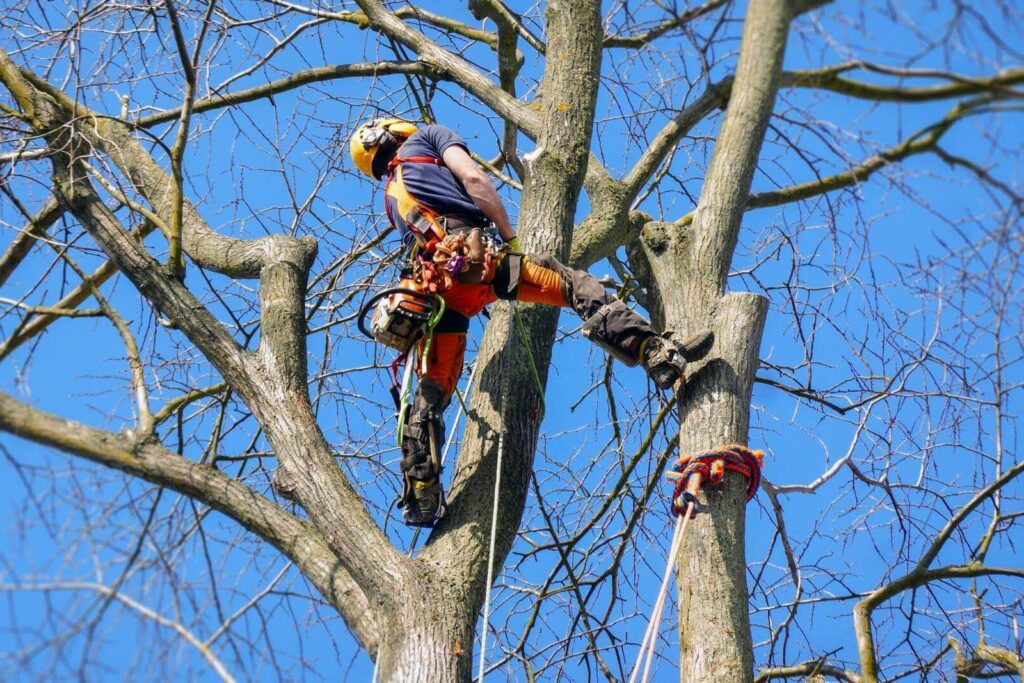 Tree Lopping