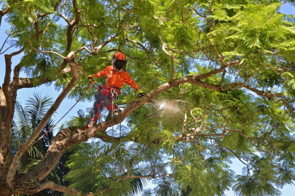 Tree Lopping