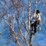 Tree Lopping