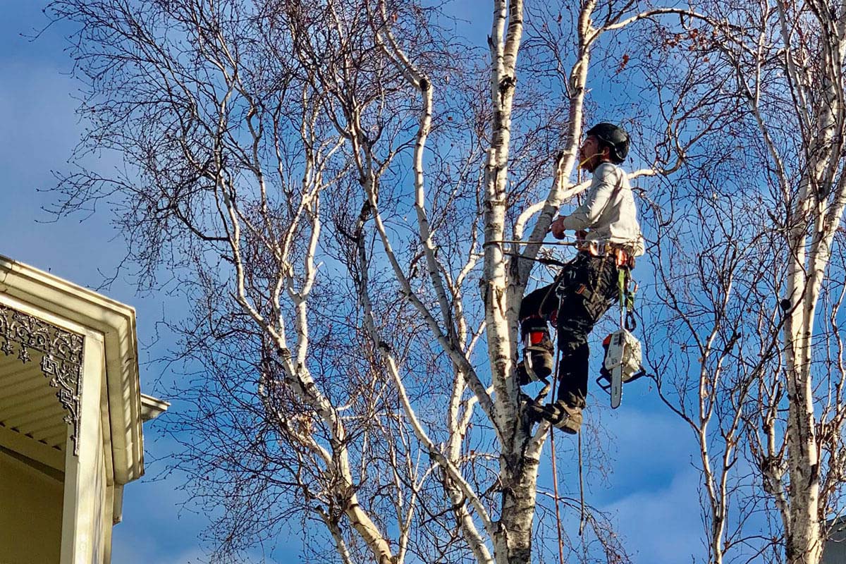 Tree Lopping